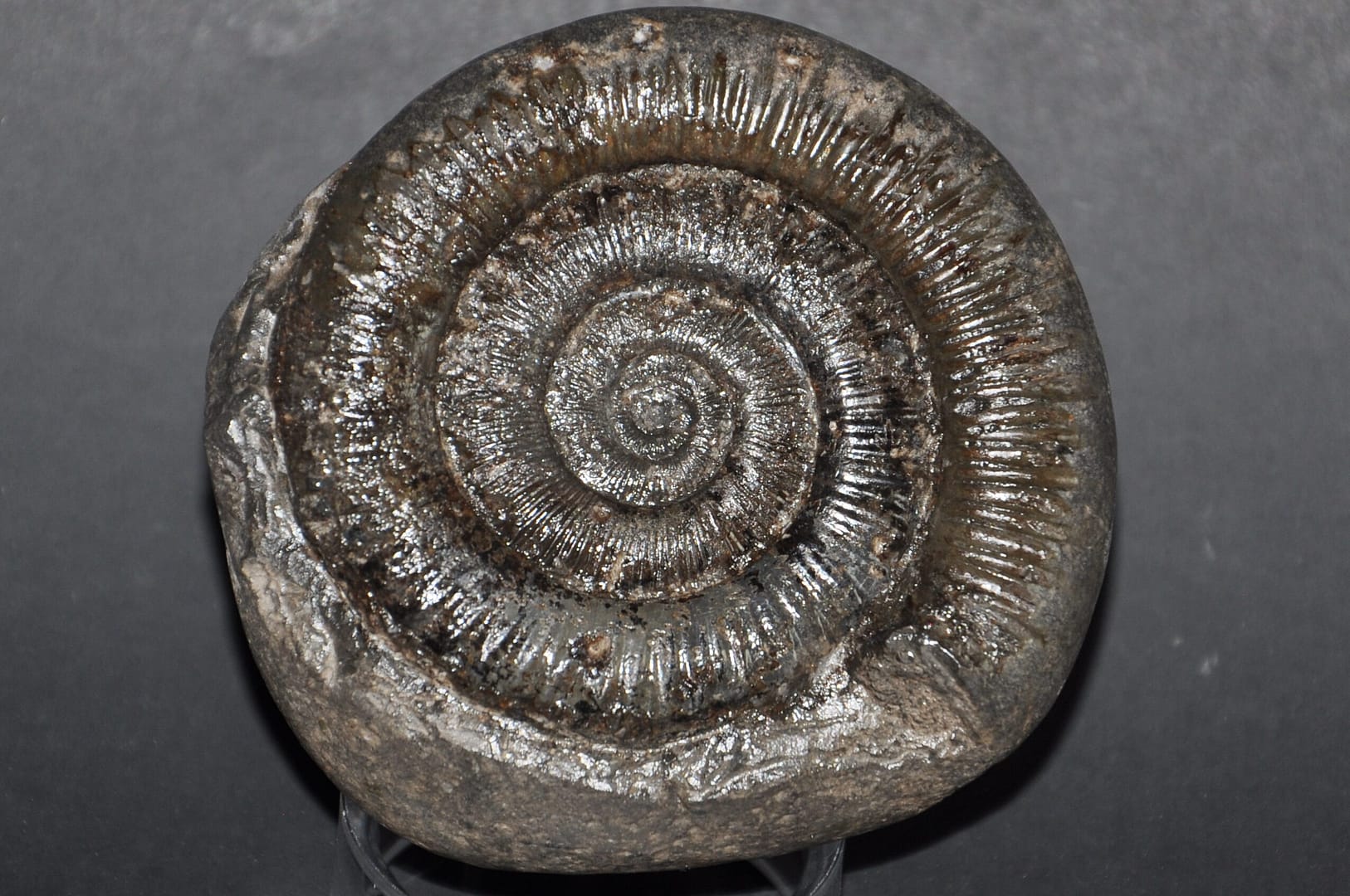 Fossil Preparation 01